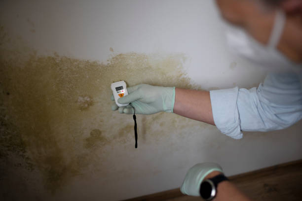 Best Local Mold Removal Service  in Mitchell, SD