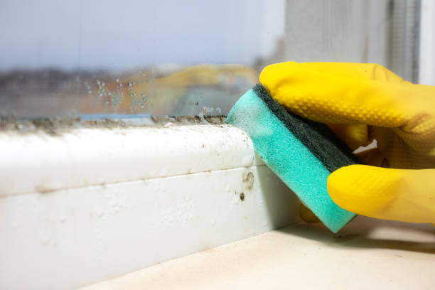 Reliable Mitchell, SD Mold Removal Solutions
