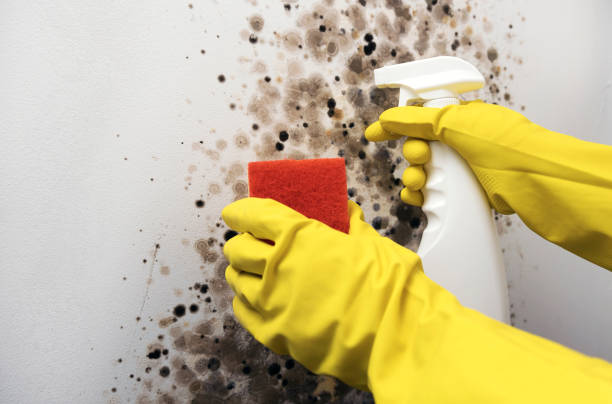 Best Residential Mold Removal  in Mitchell, SD