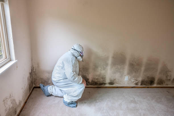 Best Black Mold Removal  in Mitchell, SD