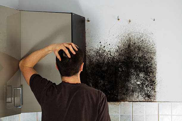 Best Best Mold Removal Companies  in Mitchell, SD