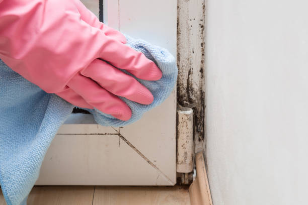 Best Professional Mold Removal  in Mitchell, SD